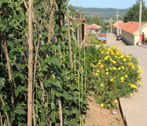 缸豆幾月份種？缸豆什么時(shí)候播種？