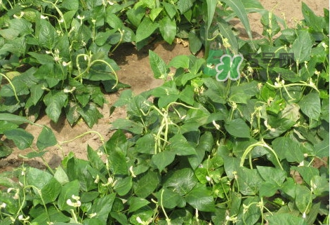 缸豆什么季節(jié)有？缸豆是幾月的蔬菜