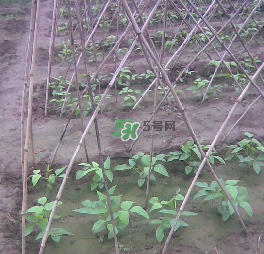 缸豆什么時候搭架？缸豆要怎樣搭架子