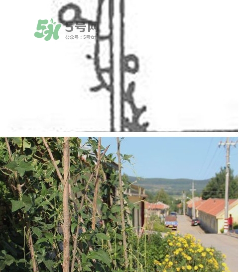 缸豆什么時候搭架？缸豆要怎樣搭架子