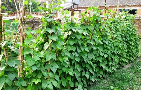 缸豆什么時候搭架？缸豆要怎樣搭架子