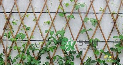 缸豆什么時候搭架？缸豆要怎樣搭架子