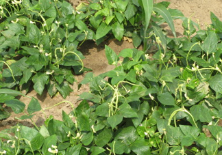 缸豆什么季節(jié)有？缸豆是幾月的蔬菜