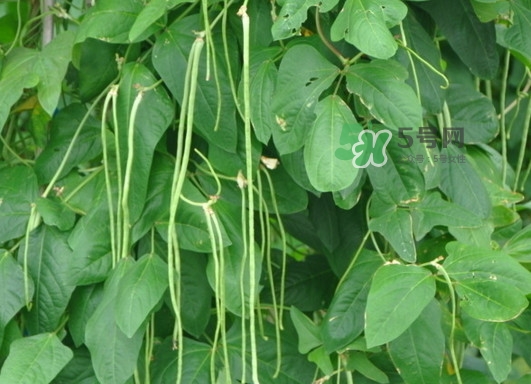 缸豆什么季節(jié)有？缸豆是幾月的蔬菜