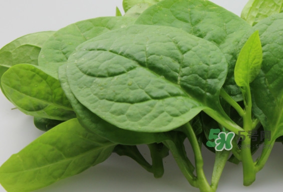 木耳菜怎么做好吃？木耳菜怎么吃