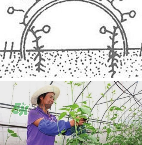 缸豆什么時候搭架？缸豆要怎樣搭架子