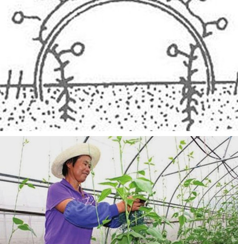 缸豆幾月份種？缸豆什么時(shí)候播種？