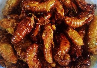 ?知了哪個部位可以吃？?知了哪個部位不能吃？