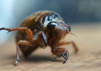 知了龜多少錢一斤？知了龜多少錢一個(gè)？