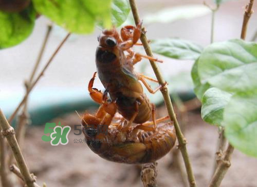 金蟬為什么這么貴？野生金蟬和養(yǎng)殖金蟬的區(qū)別