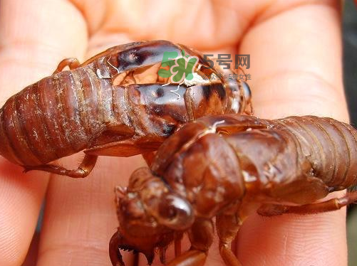 金蟬為什么這么貴？野生金蟬和養(yǎng)殖金蟬的區(qū)別