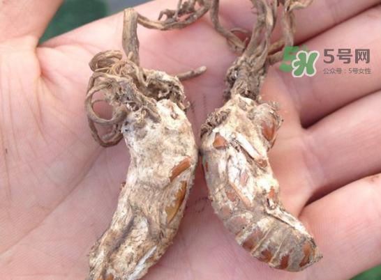 野生金蟬花多少錢一只？野生金蟬花價格