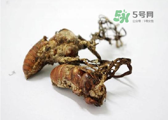 野生金蟬花多少錢一只？野生金蟬花價格