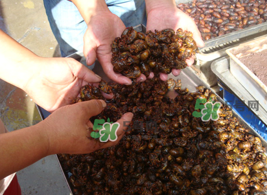 金蟬養(yǎng)殖需投資多少錢？養(yǎng)殖金蟬一畝收多少錢？