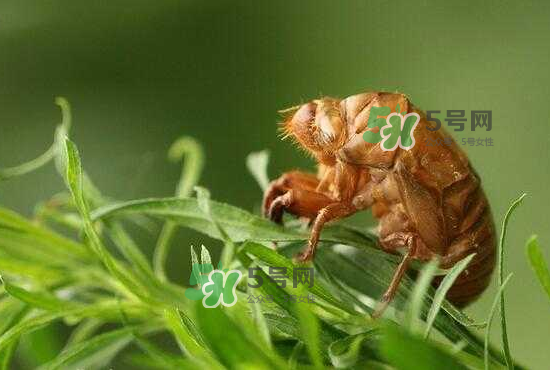 金蟬養(yǎng)殖需投資多少錢？養(yǎng)殖金蟬一畝收多少錢？