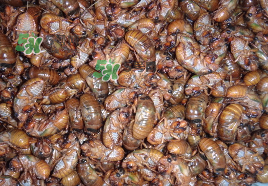 金蟬養(yǎng)殖需投資多少錢？養(yǎng)殖金蟬一畝收多少錢？