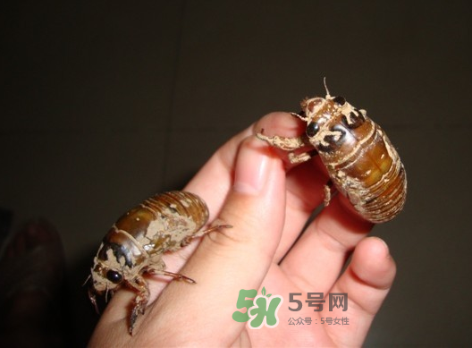 金蟬晚上幾點(diǎn)出來(lái)？金蟬為什么晚上出來(lái)？