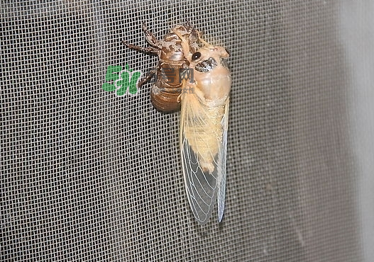 金蟬晚上幾點(diǎn)出來(lái)？金蟬為什么晚上出來(lái)？