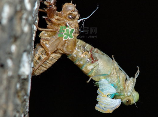 金蟬晚上幾點(diǎn)出來(lái)？金蟬為什么晚上出來(lái)？