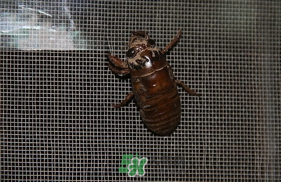 金蟬為什么從土里出來？金蟬出土時間