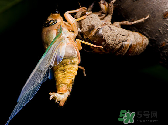 金蟬為什么要脫殼？金蟬什么時(shí)候脫殼？