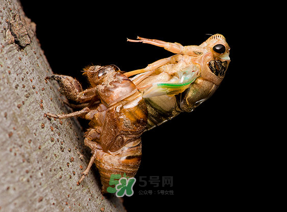 金蟬為什么要脫殼？金蟬什么時(shí)候脫殼？
