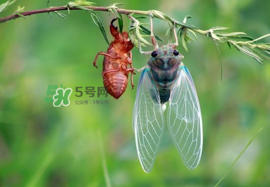 金蟬什么時候最多？金蟬什么時候沒有？