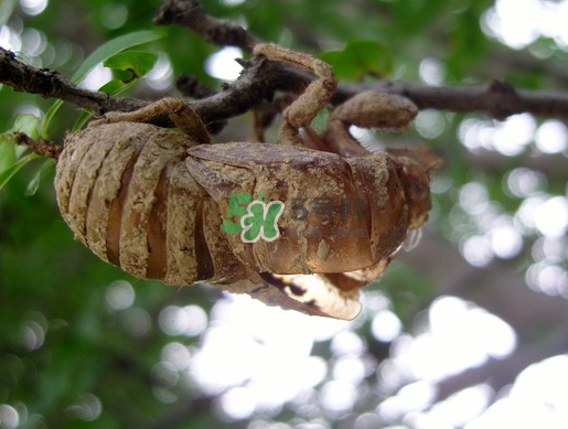 金蟬殼多少錢一斤？金蟬殼價(jià)格