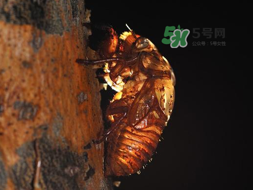 金蟬殼多少錢一斤？金蟬殼價(jià)格