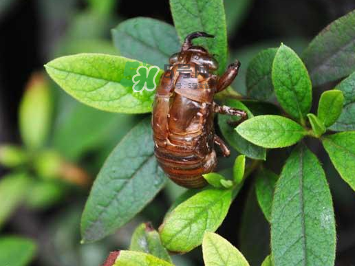 知了龜多少錢一斤？知了龜多少錢一個？