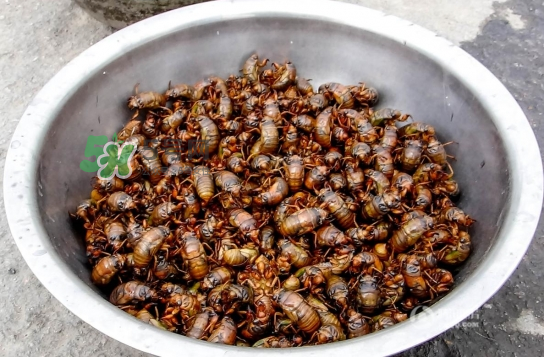 知了龜多少錢一斤？知了龜多少錢一個？