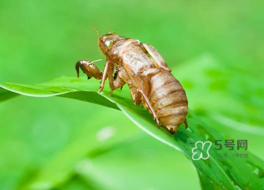 知了殼能泡水喝嗎？知了殼煮水治什么？