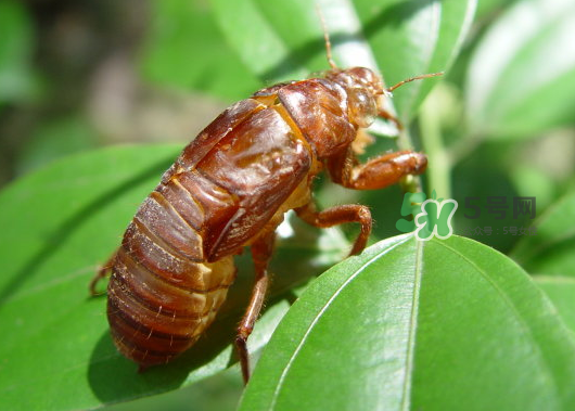 知了殼能泡水喝嗎？知了殼煮水治什么？