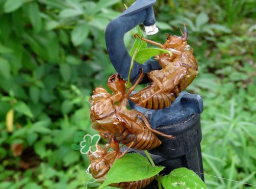 知了殼有什么藥用價值？知了殼的功效與作用