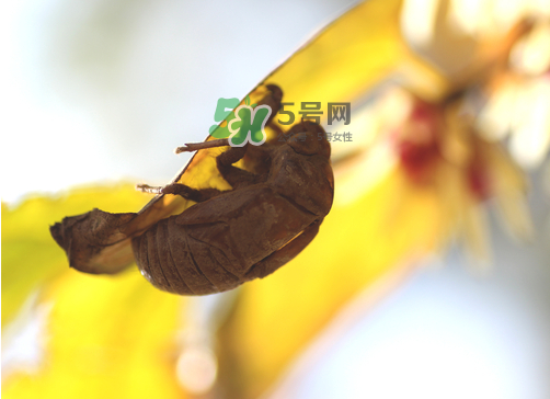 知了殼有什么藥用價值？知了殼的功效與作用