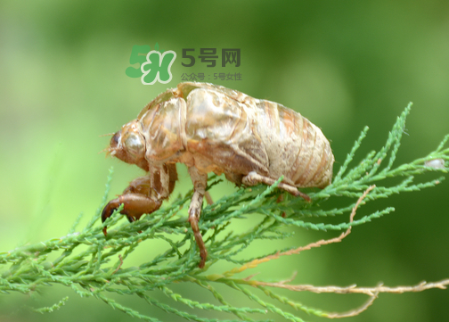 知了殼有什么藥用價值？知了殼的功效與作用