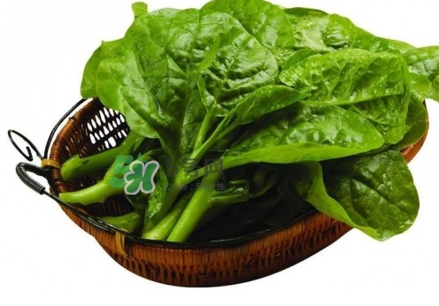 木耳菜是什么菜？木耳菜對(duì)人有哪些好處？