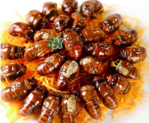 ?知了哪個部位可以吃？?知了哪個部位不能吃？