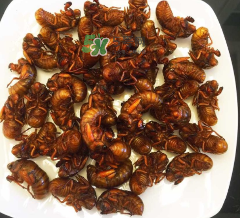 ?知了哪個部位可以吃？?知了哪個部位不能吃？