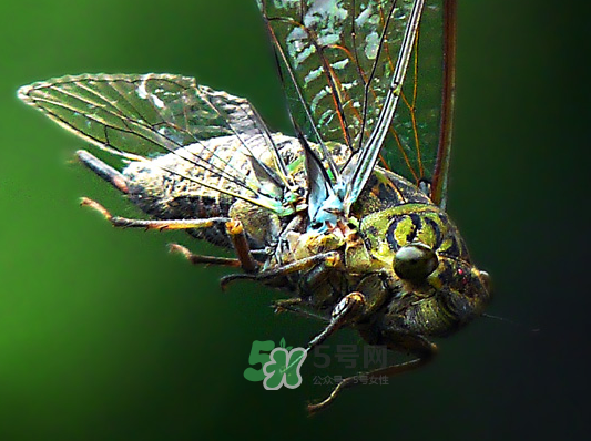 知了為什么夏天會叫？知了為什么一直叫？