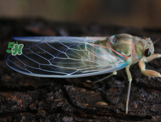 知了為什么夏天會叫？知了為什么一直叫？