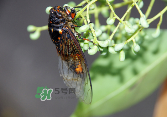 知了為什么夏天會叫？知了為什么一直叫？