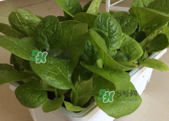 木耳菜怎么清洗？木耳菜怎么擇？