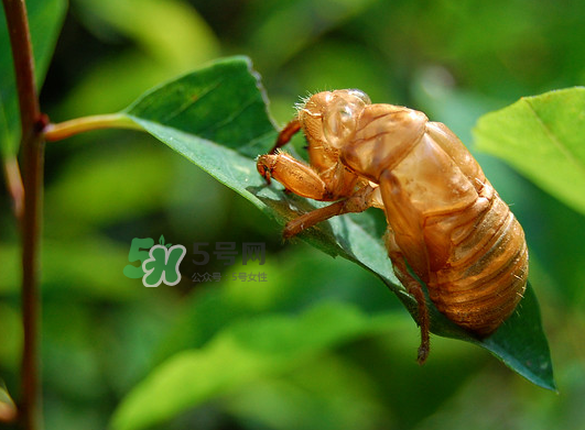 知了殼能能吃嗎？知了殼怎么吃？