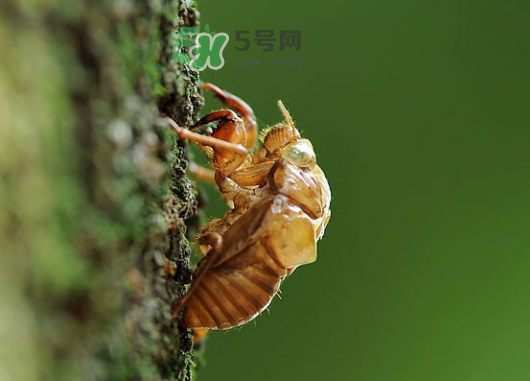 知了殼能能吃嗎？知了殼怎么吃？