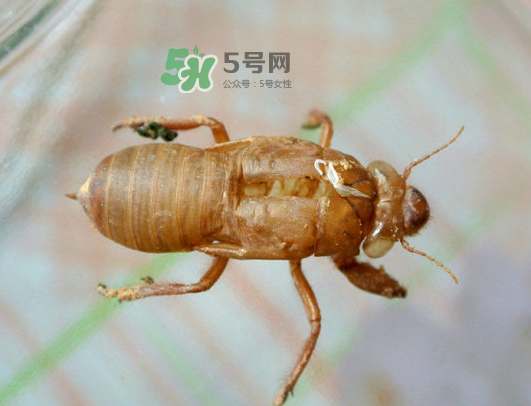 知了殼能能吃嗎？知了殼怎么吃？