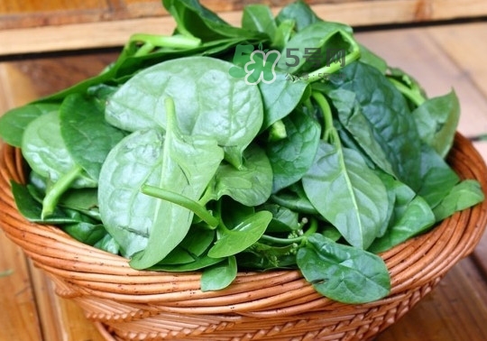 木耳菜是什么季節(jié)的菜？木耳和木耳菜有區(qū)別嗎