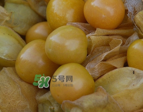 黃菇娘幾月種植？黃菇娘的種植注意事項(xiàng)