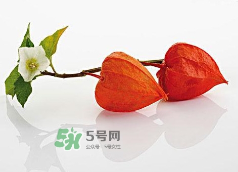 菇娘果皮有用還是果實(shí)有用？紅菇娘泡水喝用皮還是用果