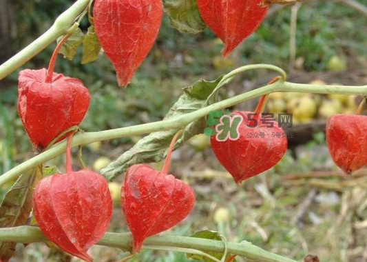 菇娘果皮有用還是果實(shí)有用？紅菇娘泡水喝用皮還是用果